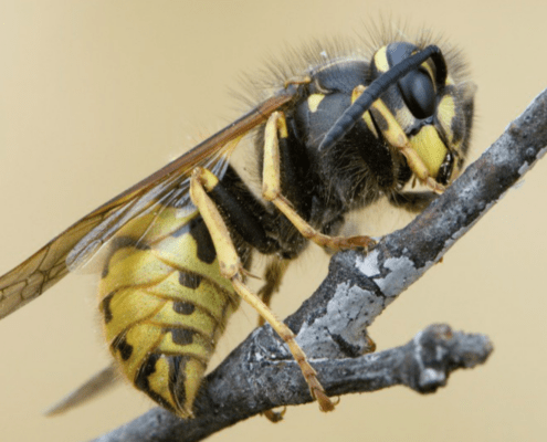 Common wasp (Vespula vulgars)